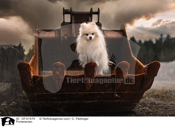 Zwergspitz / Pomeranian / CF-01474