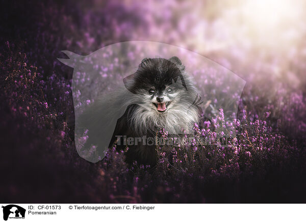 Pomeranian / CF-01573