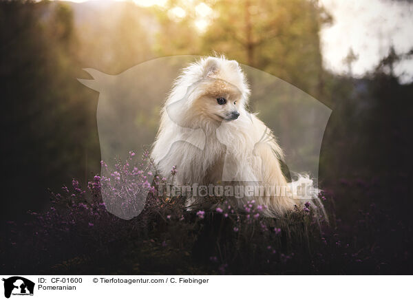 Zwergspitz / Pomeranian / CF-01600