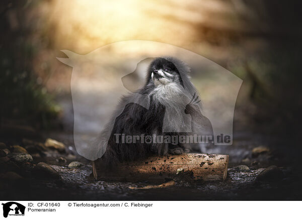 Zwergspitz / Pomeranian / CF-01640