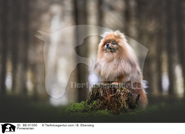 Zwergspitz / Pomeranian / BE-01300