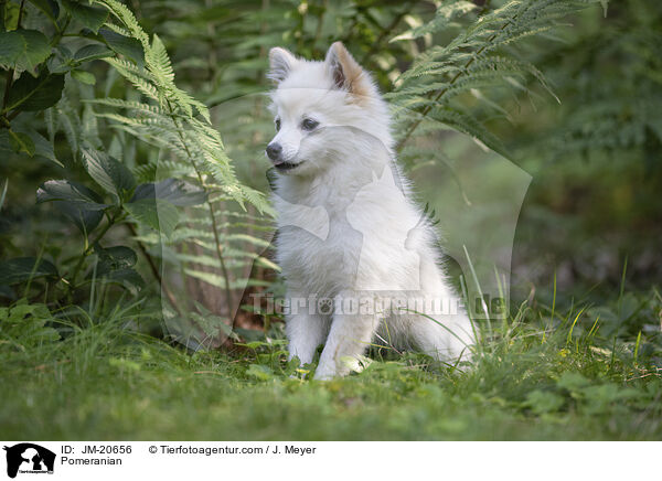 Zwergspitz / Pomeranian / JM-20656