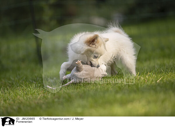 Zwergspitz / Pomeranian / JM-20665