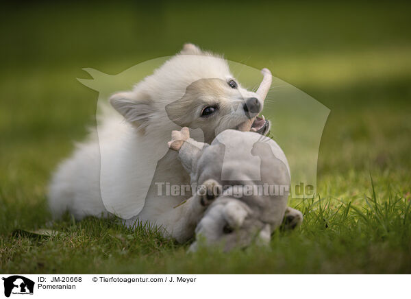 Zwergspitz / Pomeranian / JM-20668