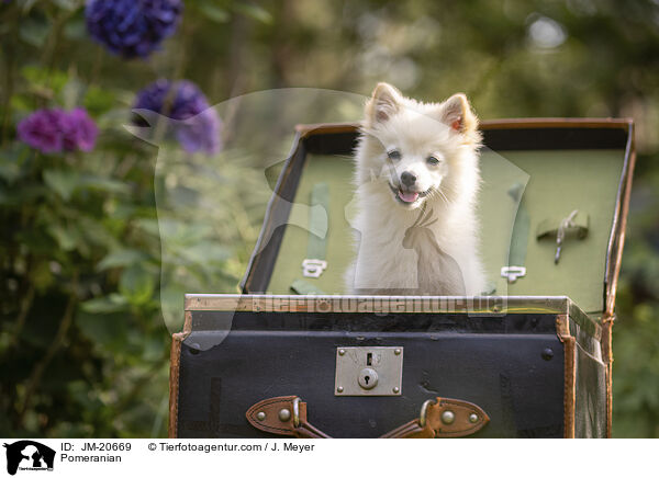 Pomeranian / JM-20669