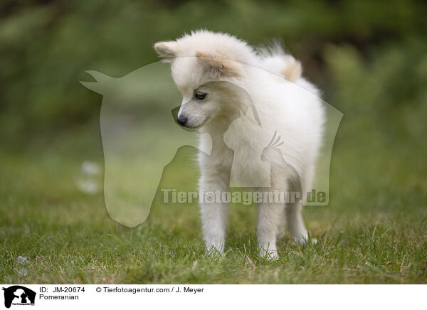 Pomeranian / JM-20674