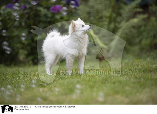 Pomeranian / JM-20676