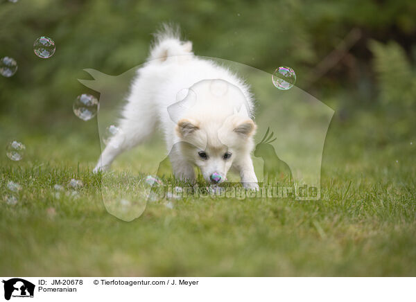 Zwergspitz / Pomeranian / JM-20678