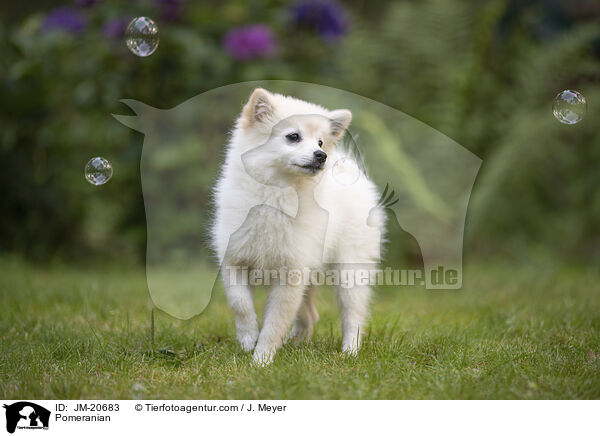 Pomeranian / JM-20683