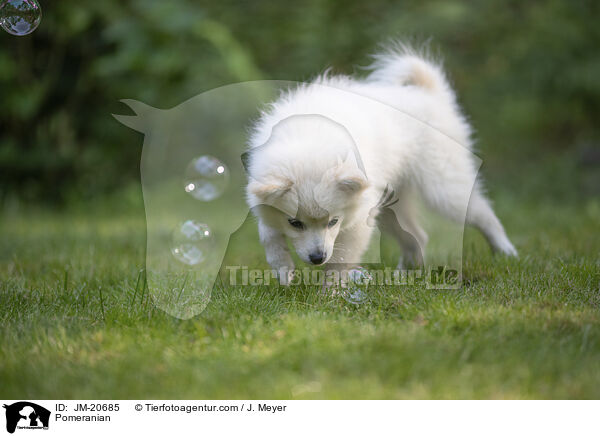 Pomeranian / JM-20685