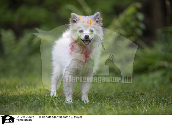 Pomeranian / JM-20695