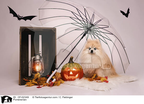 Zwergspitz / Pomeranian / CF-02349