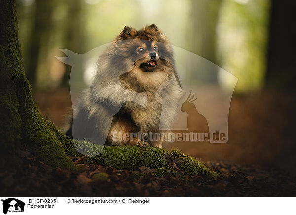 Zwergspitz / Pomeranian / CF-02351