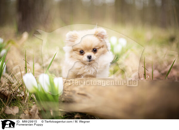 Pomeranian Puppy / MW-29915