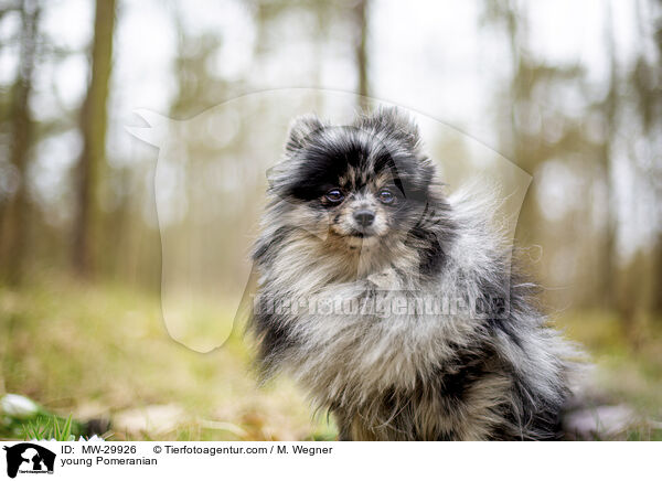 junger Zwergspitz / young Pomeranian / MW-29926