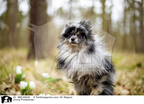 young Pomeranian / MW-29928