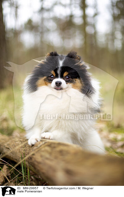 male Pomeranian / MW-29957