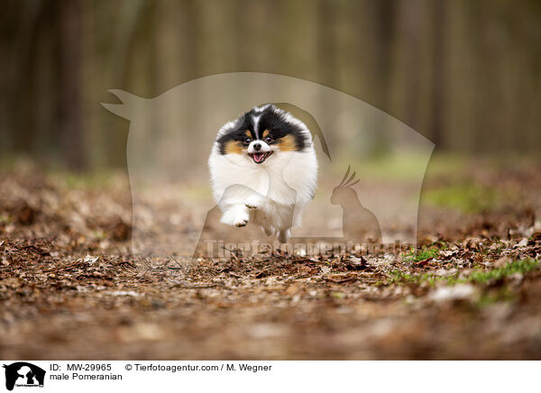 Zwergspitz Rde / male Pomeranian / MW-29965