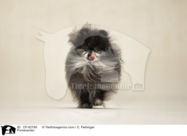 Zwergspitz / Pomeranian / CF-02790