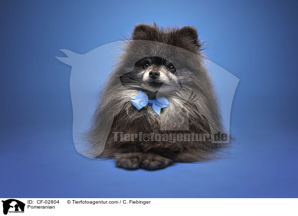 Zwergspitz / Pomeranian / CF-02804