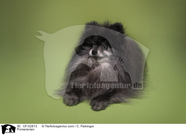 Zwergspitz / Pomeranian / CF-02813