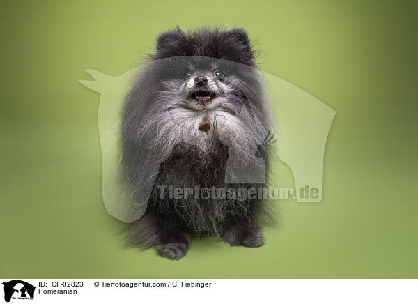Zwergspitz / Pomeranian / CF-02823