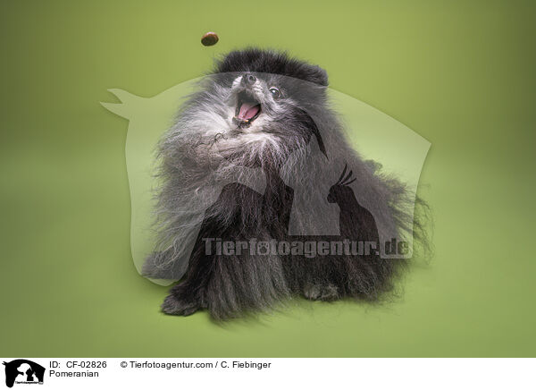 Zwergspitz / Pomeranian / CF-02826