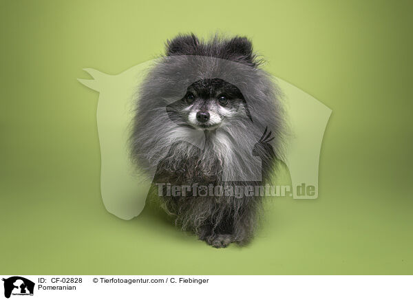 Zwergspitz / Pomeranian / CF-02828