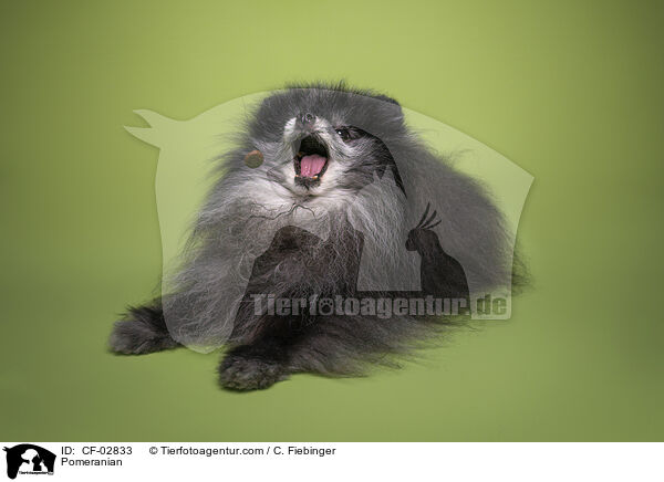 Zwergspitz / Pomeranian / CF-02833