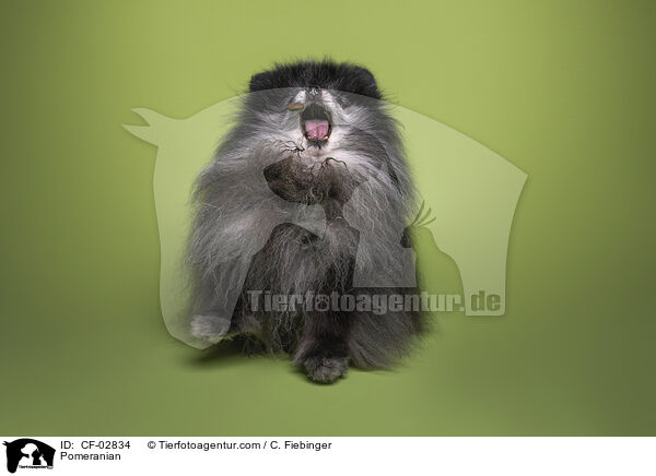 Zwergspitz / Pomeranian / CF-02834