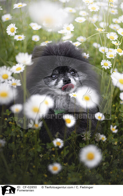 Zwergspitz / Pomeranian / CF-02850