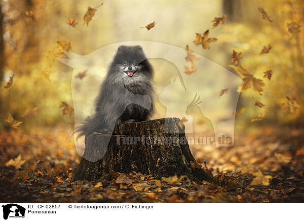 Zwergspitz / Pomeranian / CF-02857