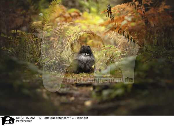 Zwergspitz / Pomeranian / CF-02862