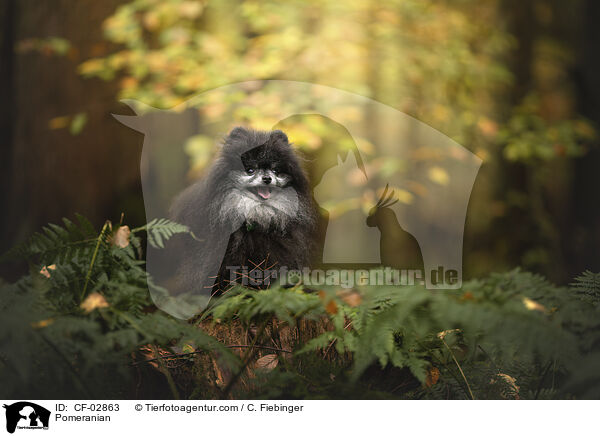 Zwergspitz / Pomeranian / CF-02863