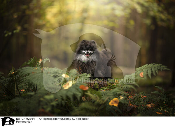 Zwergspitz / Pomeranian / CF-02864