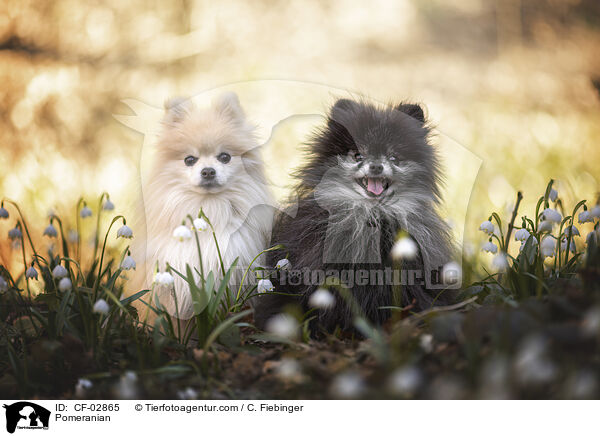 Zwergspitz / Pomeranian / CF-02865