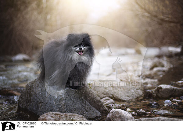 Zwergspitz / Pomeranian / CF-02866