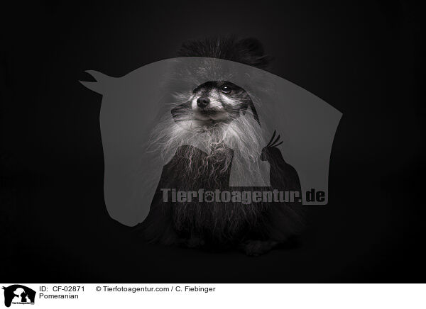 Zwergspitz / Pomeranian / CF-02871