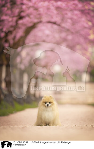 Zwergspitz / Pomeranian / CF-03552