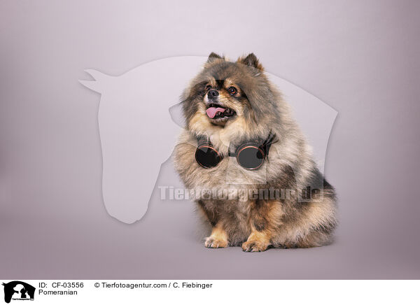 Zwergspitz / Pomeranian / CF-03556