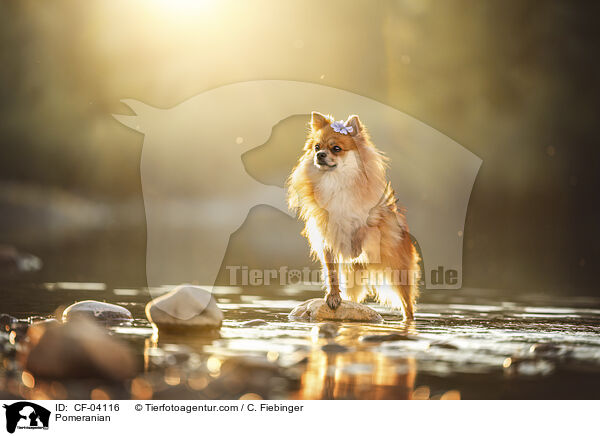 Zwergspitz / Pomeranian / CF-04116