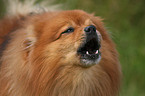 barking Pomeranian