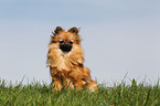 sitting Pomeranian