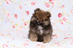 Pomeranian puppy