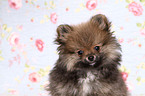 Pomeranian puppy