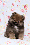 Pomeranian puppy