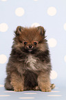 Pomeranian puppy