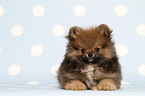 Pomeranian puppy