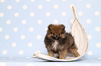 Pomeranian puppy