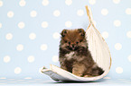 Pomeranian puppy